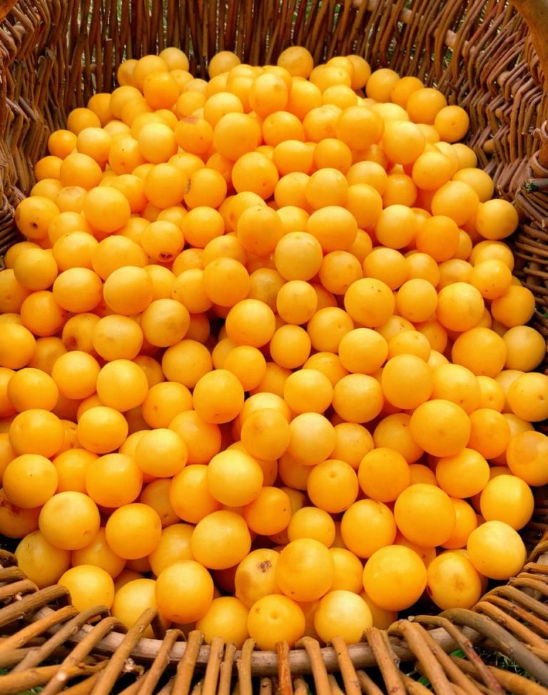Unsere handerlesenen Bio-Mirabellen werden zu Likör, Saft oder Marmelade weiterverarbeitet.